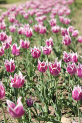 Close-up of pink tulips blooming. Beautiful varietal flowers with selective focus. Floral background. Nature in spring. Tulip field. Tulip blooming season