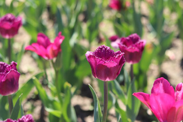 Close-up of pink tulips blooming. Beautiful varietal flowers with selective focus. Floral background. Nature in spring. Tulip field. Tulip blooming season