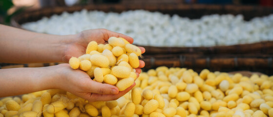 Close-Up View of Hand Touch with Silkworm Cocoons. The Natural Source of Luxurious Silk.