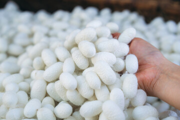 Close-Up View of Hand Touch with Silkworm Cocoons. The Natural Source of Luxurious Silk.
