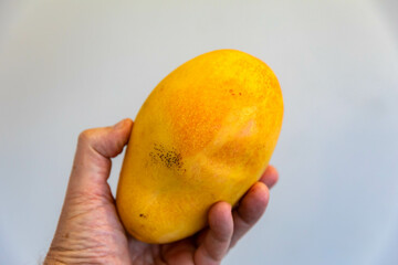 Ripe rosa mango isolated on uniform background. Brazilian fruit and food