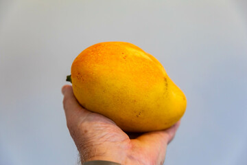 Ripe rosa mango isolated on uniform background. Brazilian fruit and food