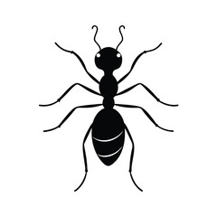 ant isolated on white background