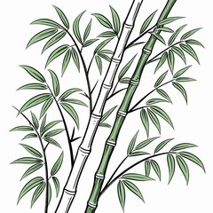 Bamboo hand drawn vector illustration