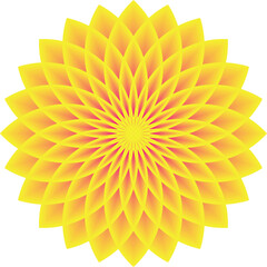 yellow flower on a white background