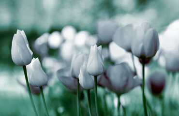tulpen gefärbt karte trauerkarte trauer sepia friedwald ruhe lila violett tropfen
