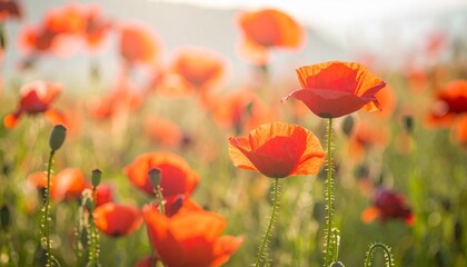 Fototapeta premium Field of red poppies under soft morning light Generative AI