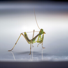 Funny square portrait of a newborn baby tree mantis (Hierodula tenuidentata), called a nymph, which hatched three days ago from the ootheca and looks curiously at the camera.