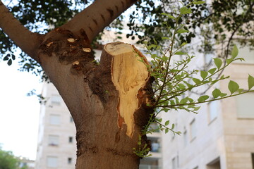 Tree pruning in a city park in Israel.