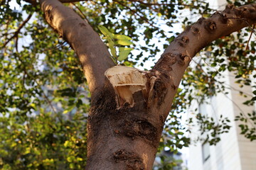 Fototapeta premium Tree pruning in a city park in Israel.