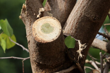 Tree pruning in a city park in Israel.