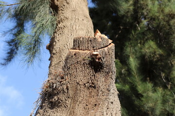 Tree pruning in a city park in Israel.