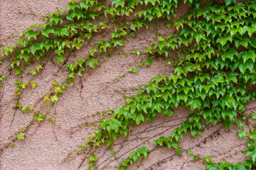 Green ivy on the concrete wall. Green natural background.