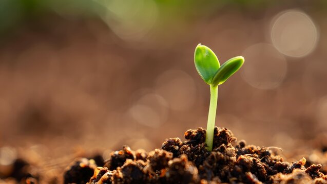 Young green seedling sprouting from dark brown earth in sunlight. Growth of a plant. Agriculture, seed breeding and selection. Banner with bright green sprout and brown background, copy space.