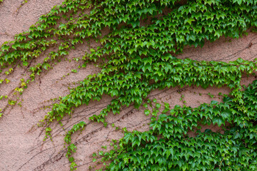 Green ivy on the concrete wall. Green natural background.