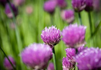 Violette Blüten des Schnittlauchs  (Allium schoenoprasum)