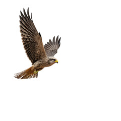 red tailed hawk isolated on transparent background