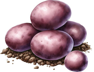 Purple potatoes dug out of the dirt