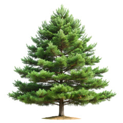 Fototapeta premium Majestic Evergreen Pine Tree HighResolution Image on Transparent background