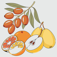 Vector illustration of fresh, ripe citrus and stone fruits like orange and apricot