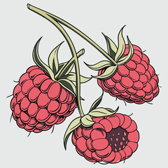 Seamless vector pattern of ripe raspberries and blackberries with leaves, a sweet fruit illustration for food and nature designs