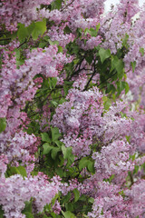Blooming lilac flowers in the sunlight on a blurred background of a green garden, a fresh spring floral landscape, nature and seasonal beauty. Lilac flowers, close-up, inflorescence. Lilac blossom.