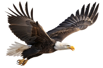 Obraz premium A wild, bald eagle, a majestic raptor with white feathers on its head, soars in flight across the blue sky, its powerful wings spread wide in nature