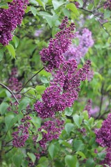 Blooming lilac flowers in the sunlight on a blurred background of a green garden, a fresh spring floral landscape, nature and seasonal beauty. Lilac flowers, close-up, inflorescence. Lilac blossom.
