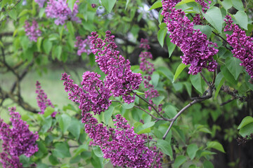 Blooming lilac flowers in the sunlight on a blurred background of a green garden, a fresh spring floral landscape, nature and seasonal beauty. Lilac flowers, close-up, inflorescence. Lilac blossom.