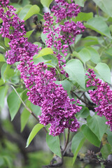 Blooming lilac flowers in the sunlight on a blurred background of a green garden, a fresh spring floral landscape, nature and seasonal beauty. Lilac flowers, close-up, inflorescence. Lilac blossom.