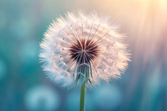 Close-up of a dandelion seed head in soft sunlight.