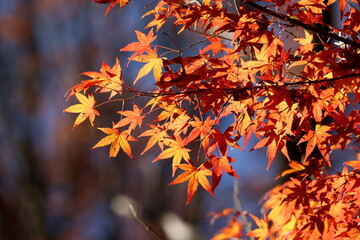 Autumn leaves 7