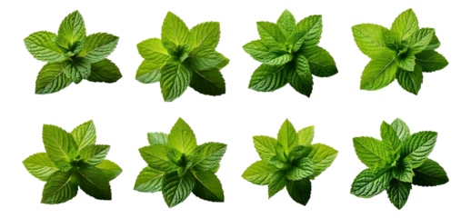 Multiple Fresh Mint Leaves Arrangement on White Background, Isolated on Transparent, white background