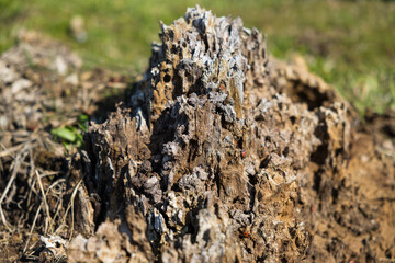 Old ruined tree root.