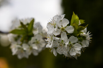 A beautiful plant from the home garden.