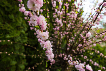 Fototapeta premium A beautiful plant from the home garden.