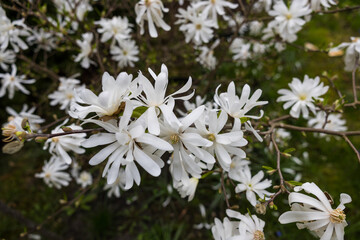 A beautiful plant from the home garden.