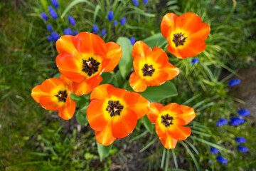 A beautiful plant from the home garden.