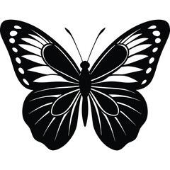 Butterfly vector illustration depicts a black swallowtail insect with orange wings, a beautiful design isolated on a white background