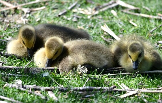 ducklings in grass - Powered by Adobe