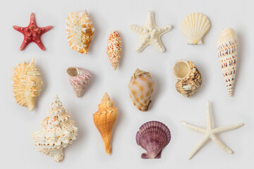 Summer vacation concept with with trendy seashell and starfish isolated on white background. Top view, flat lay