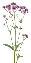 frontal Verbena bonariensis (the purpletop vervain, clustertop vervain, Argentinian vervain, verbena or pretty) isolated png on a transparent background perfectly cutout high resolution, AI Generative