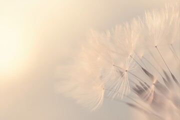 Dandelion seeds in soft light for nature and botanical themes, and dreamy compositions. use cases: web design, print media.