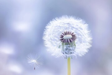 Fototapeta premium Dandelion seed head with flying seed for nature and spring concepts. use for botanical and floral designs.