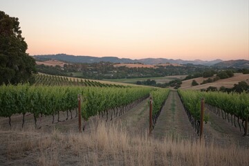 Fototapeta premium Scenic vineyard view with rows of grapevines at sunset for agriculture and wine production use cases.