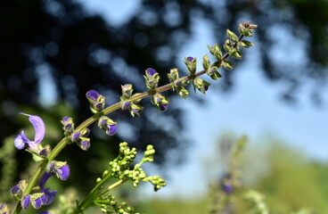 Stängel und Knospen von Eisenkraut-Salbei