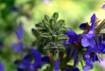Stängel und Knospen von Eisenkraut-Salbei