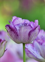 Frühlingshintergund mit Tulpe, vertikal
