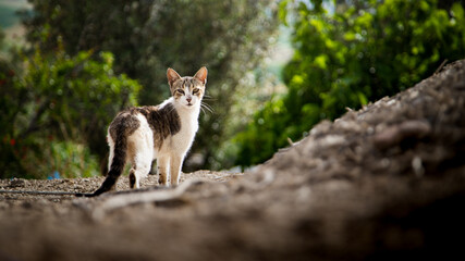 A stray cat watches the camera from a sloped path, surrounded by greenery and bathed in soft light...