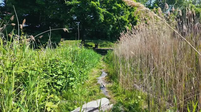 Peaceful Walk Through Green Park Landscape with Trees, Wildflowers and Natural Path in Summer &mdash; Folkestone Gardens, London, Shot on DJI Osmo Pocket 3